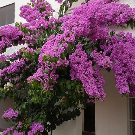 Apartman In With Wifi - Csv384